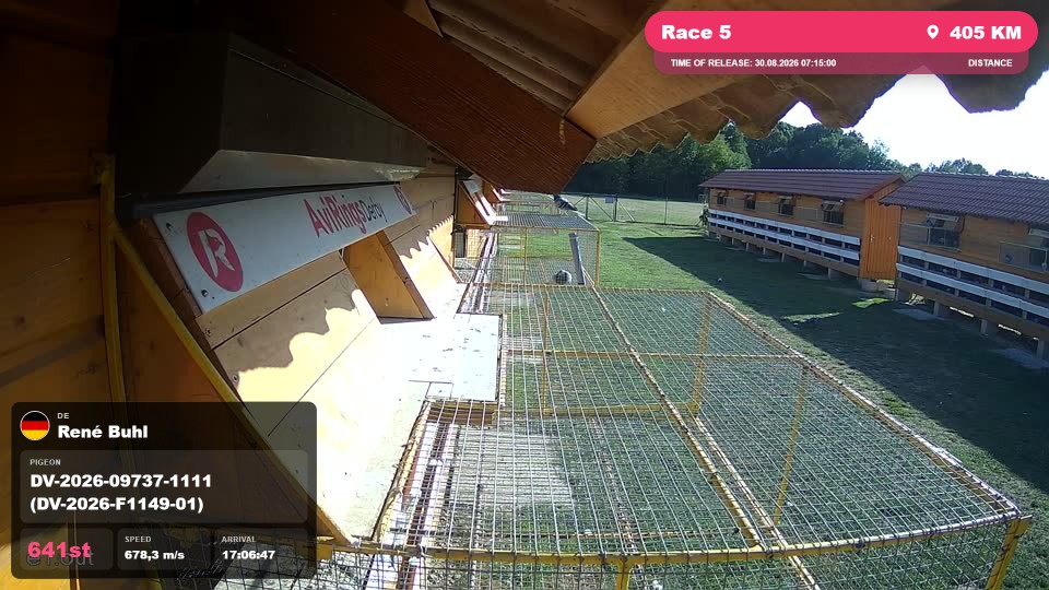Pigeon Arrival Image For Race Race 5
