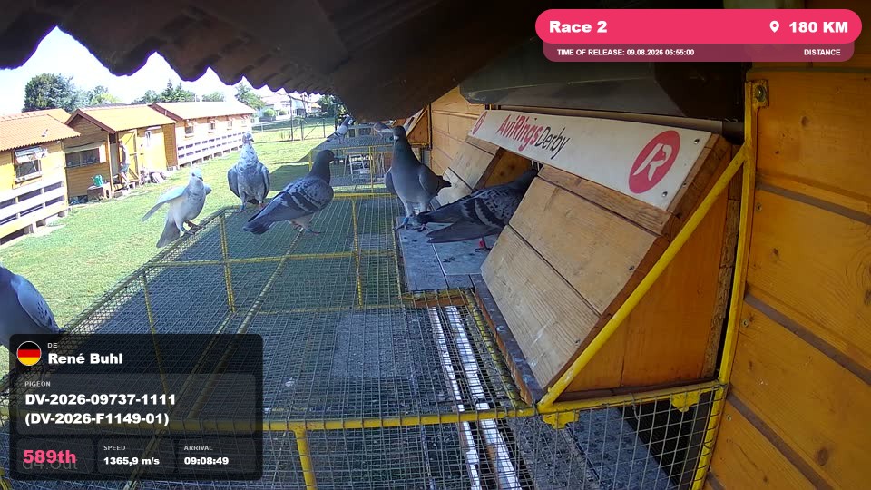 Pigeon Arrival Image For Race Race 2