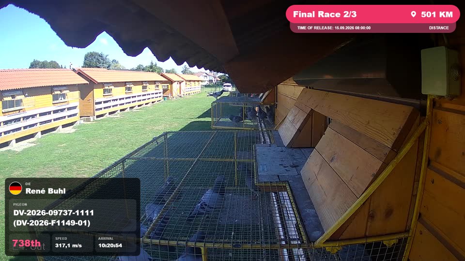 Pigeon Arrival Image For Race Final Race 2/3