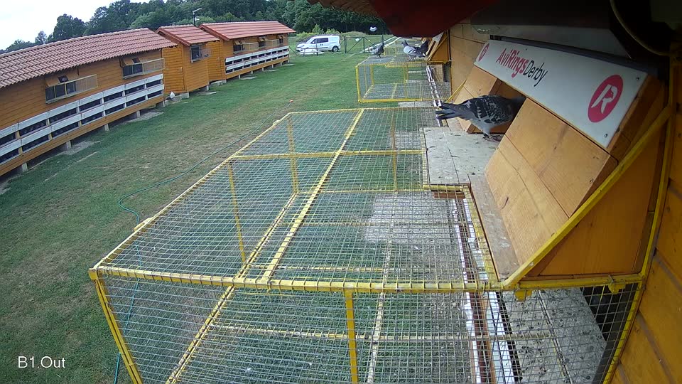 Pigeon Arrival Image For Race Race 3