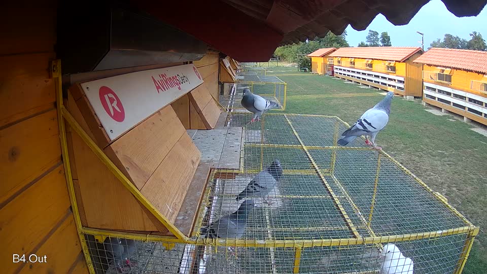 Pigeon Arrival Image For Race Race 4