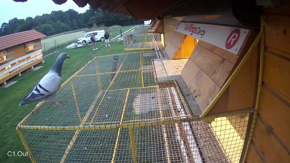 Pigeon Arrival Image For Race Final race 1