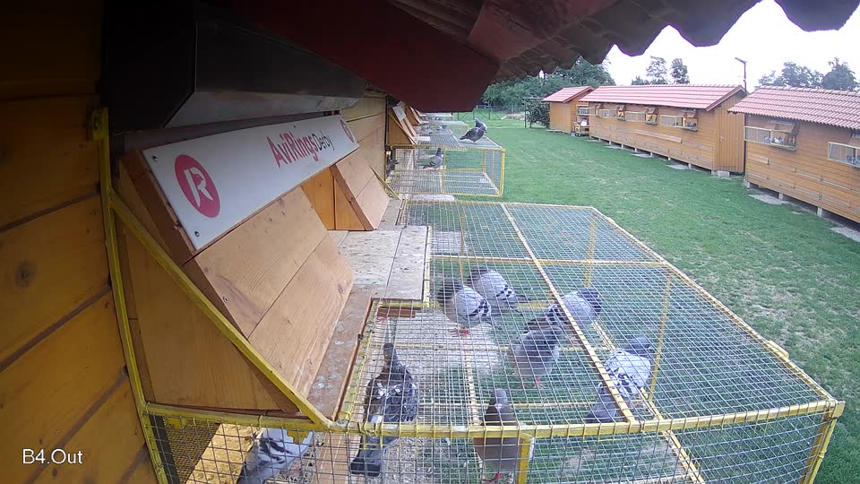 Pigeon Arrival Image For Race Race 6
