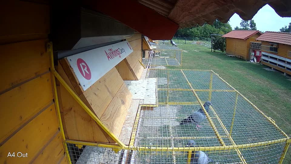 Pigeon Arrival Image For Race Race 3