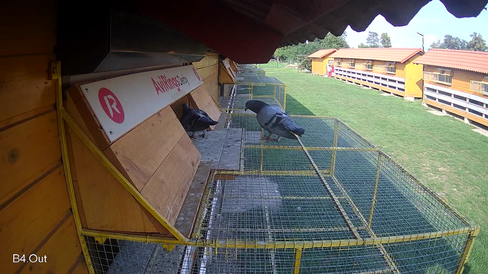 Pigeon Arrival Image For Race Final race 1