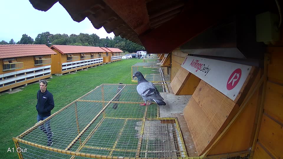 Pigeon Arrival Image For Race Final race 2