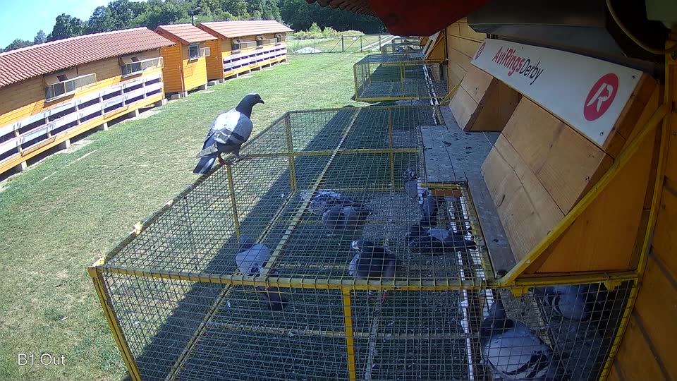 Pigeon Arrival Image For Race Race 5