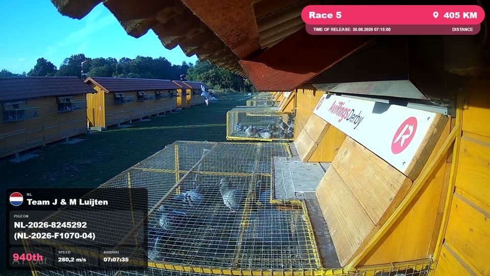 Pigeon Arrival Image For Race Race 5