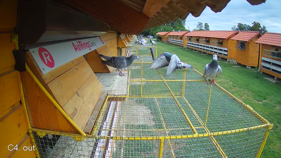 Pigeon Arrival Image For Race Race 4