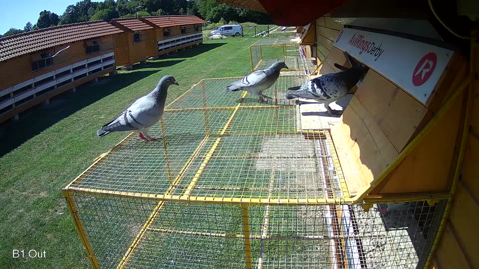 Pigeon Arrival Image For Race Race 2
