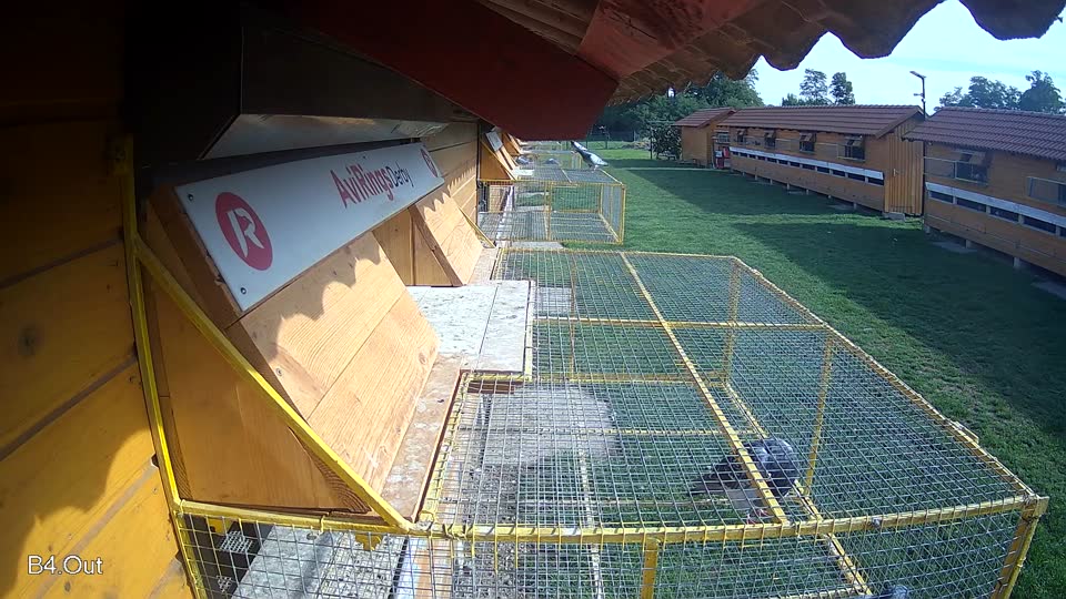 Pigeon Arrival Image For Race Final race 1