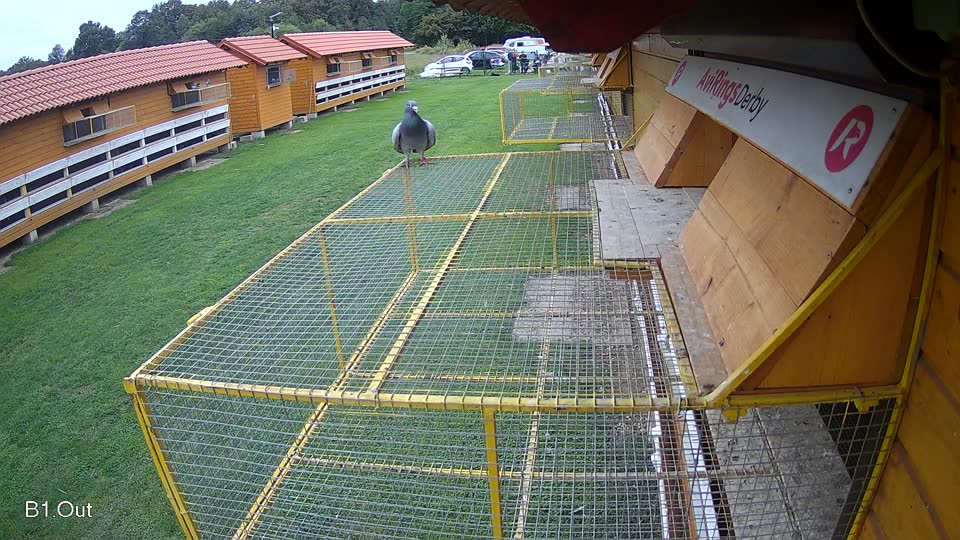 Pigeon Arrival Image For Race Final race 2