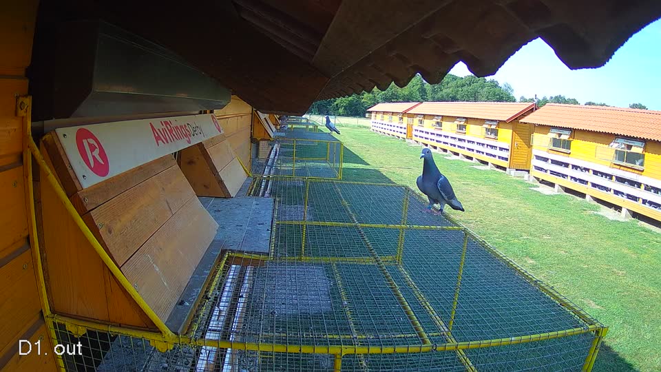 Pigeon Arrival Image For Race Race 1