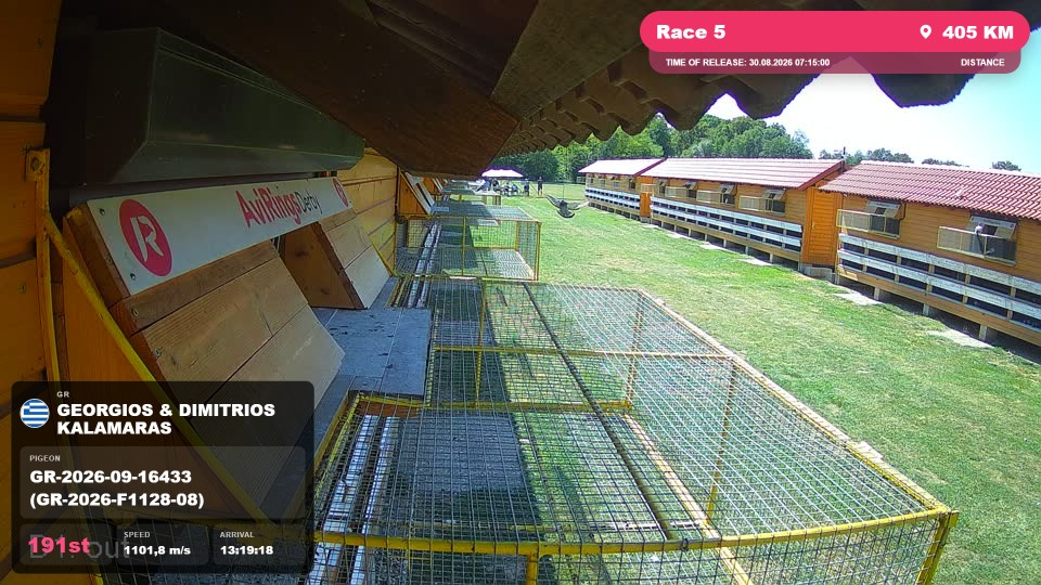 Pigeon Arrival Image For Race Race 5