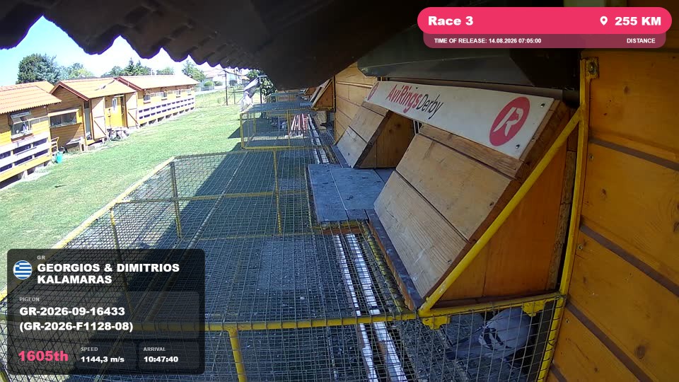 Pigeon Arrival Image For Race Race 3