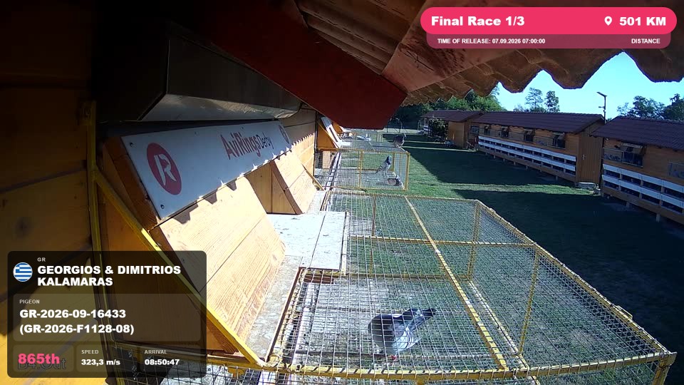 Pigeon Arrival Image For Race Final Race 1/3