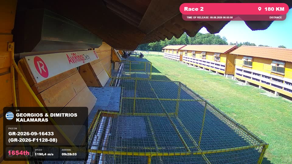 Pigeon Arrival Image For Race Race 2