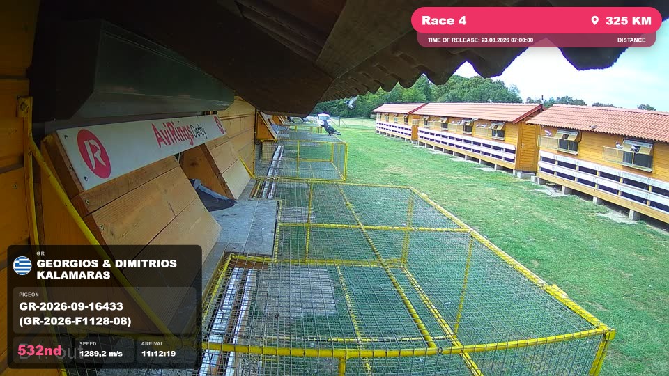 Pigeon Arrival Image For Race Race 4