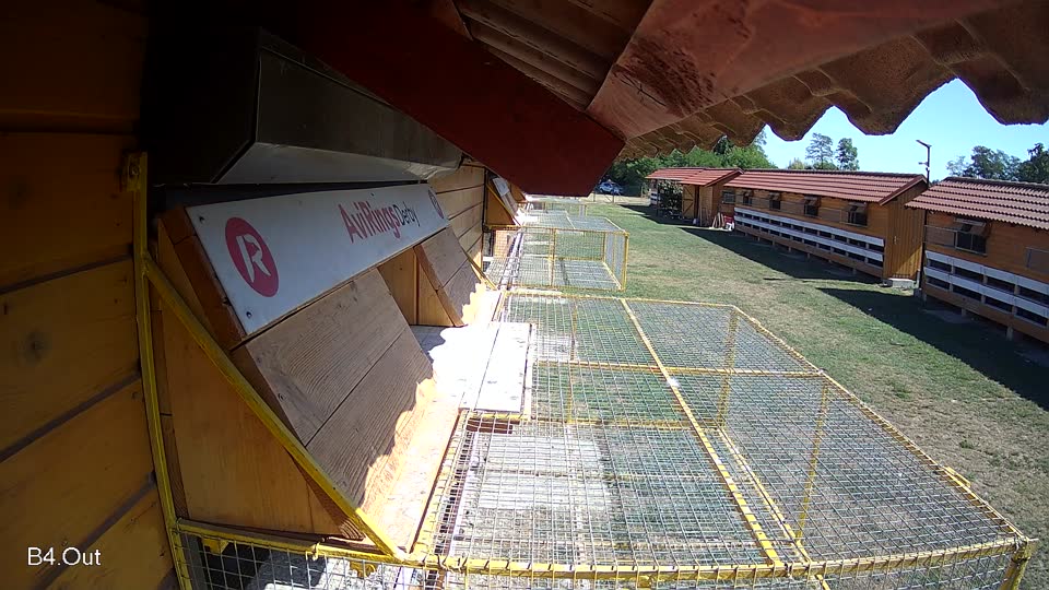 Pigeon Arrival Image For Race Race 3