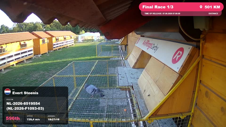 Pigeon Arrival Image For Race Final Race 1/3
