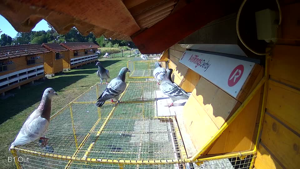 Pigeon Arrival Image For Race Race 2