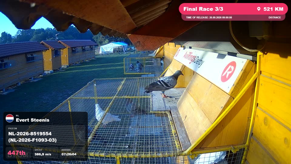 Pigeon Arrival Image For Race Final Race 3/3
