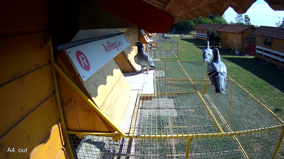 Pigeon Arrival Image For Race Race 2