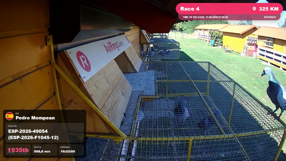 Pigeon Arrival Image For Race Race 4