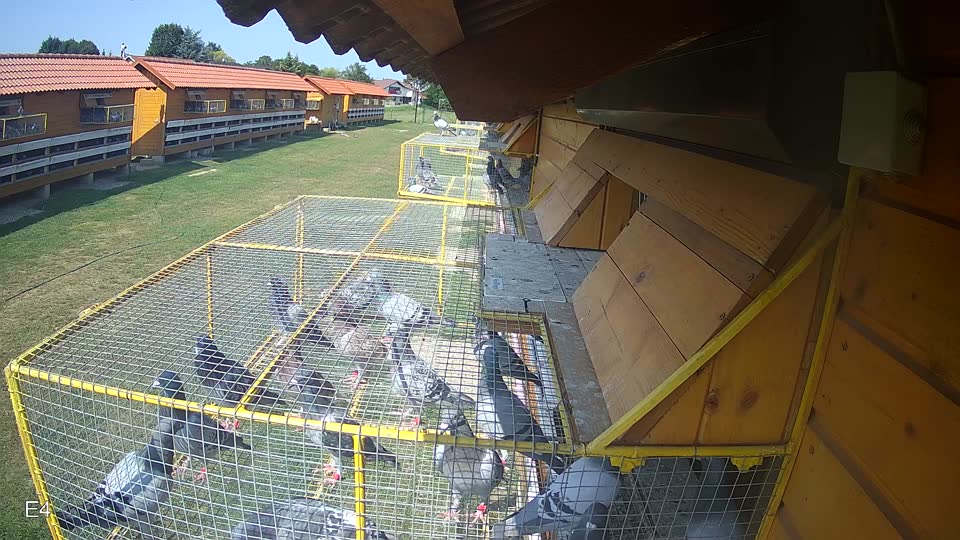 Pigeon Arrival Image For Race Race 3