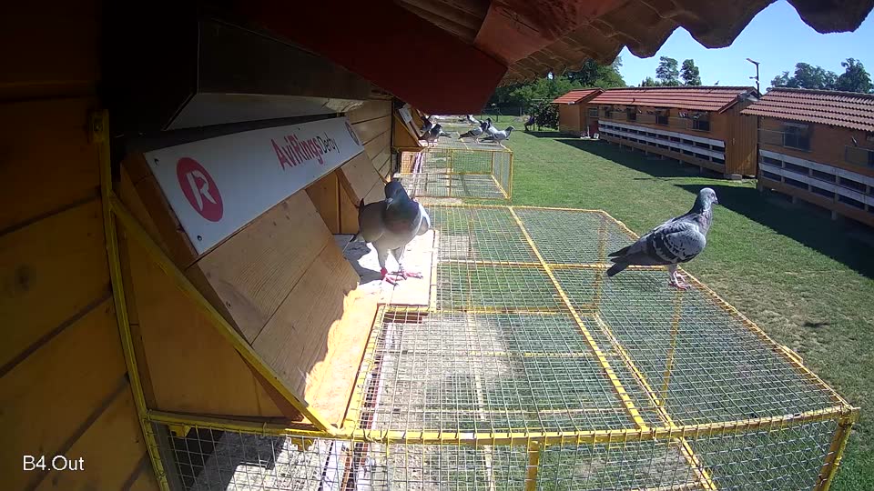 Pigeon Arrival Image For Race Race 2