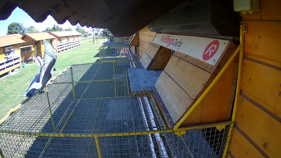 Pigeon Arrival Image For Race Race 3