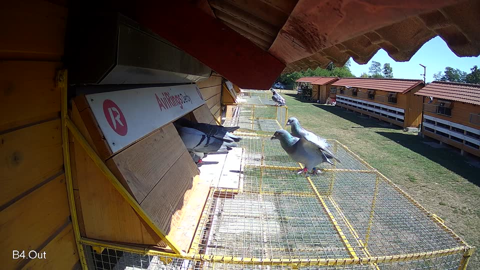 Pigeon Arrival Image For Race Race 3