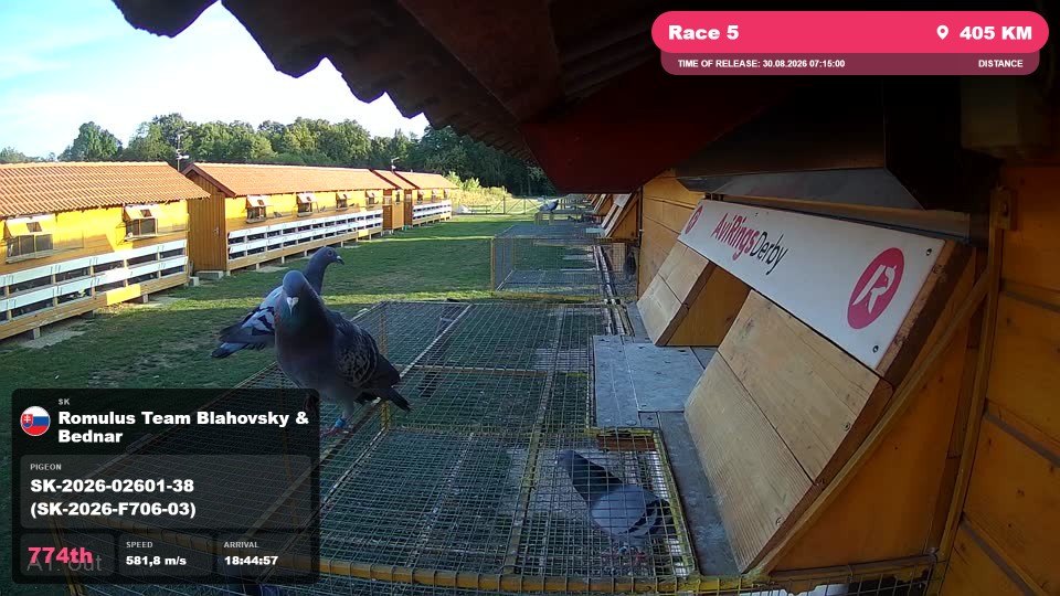 Pigeon Arrival Image For Race Race 5