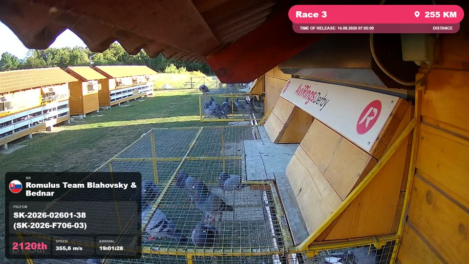 Pigeon Arrival Image For Race Race 3