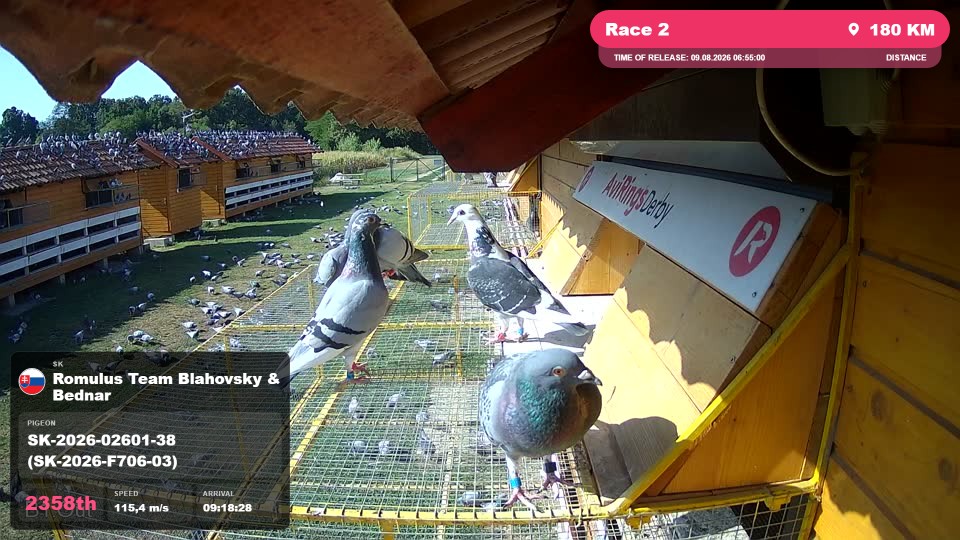 Pigeon Arrival Image For Race Race 2