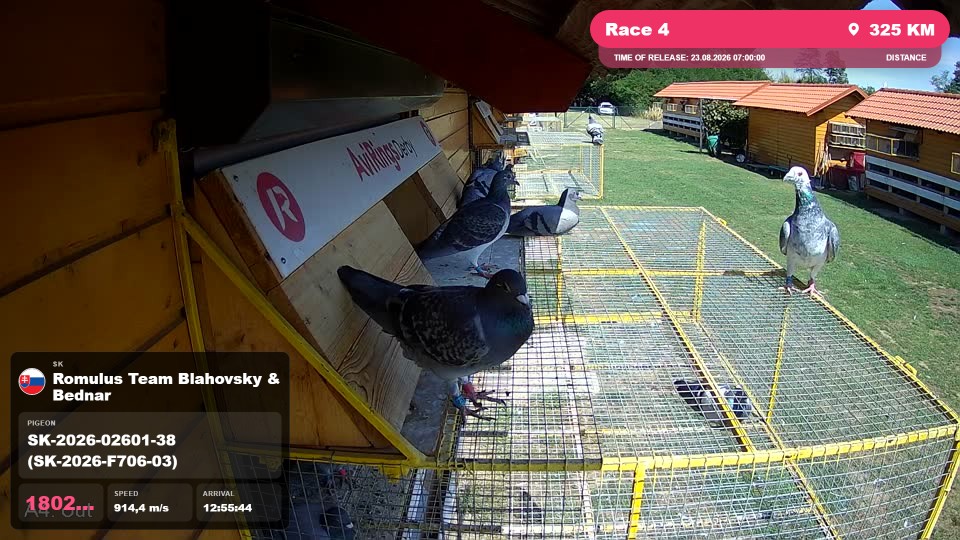 Pigeon Arrival Image For Race Race 4