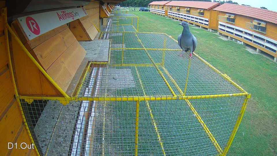 Pigeon Arrival Image For Race Race 3
