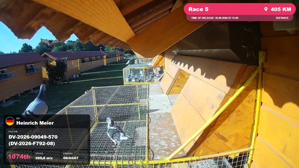 Pigeon Arrival Image For Race Race 5