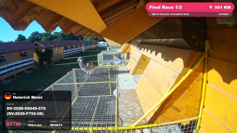 Pigeon Arrival Image For Race Final Race 1/3