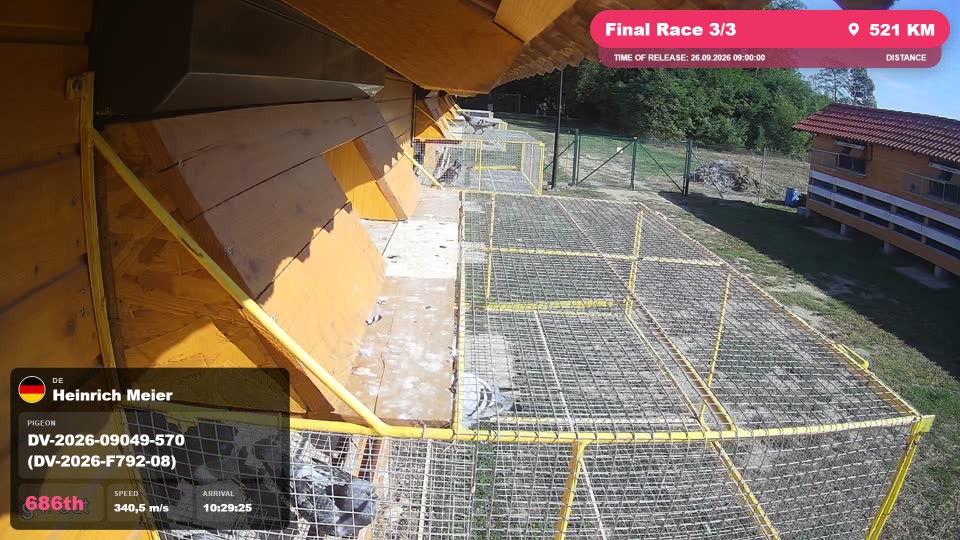 Pigeon Arrival Image For Race Final Race 3/3