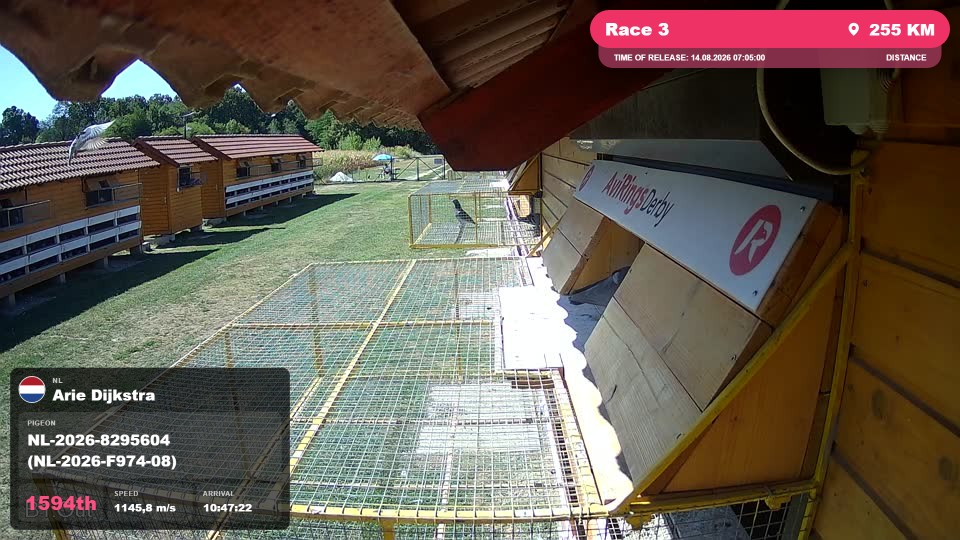 Pigeon Arrival Image For Race Race 3