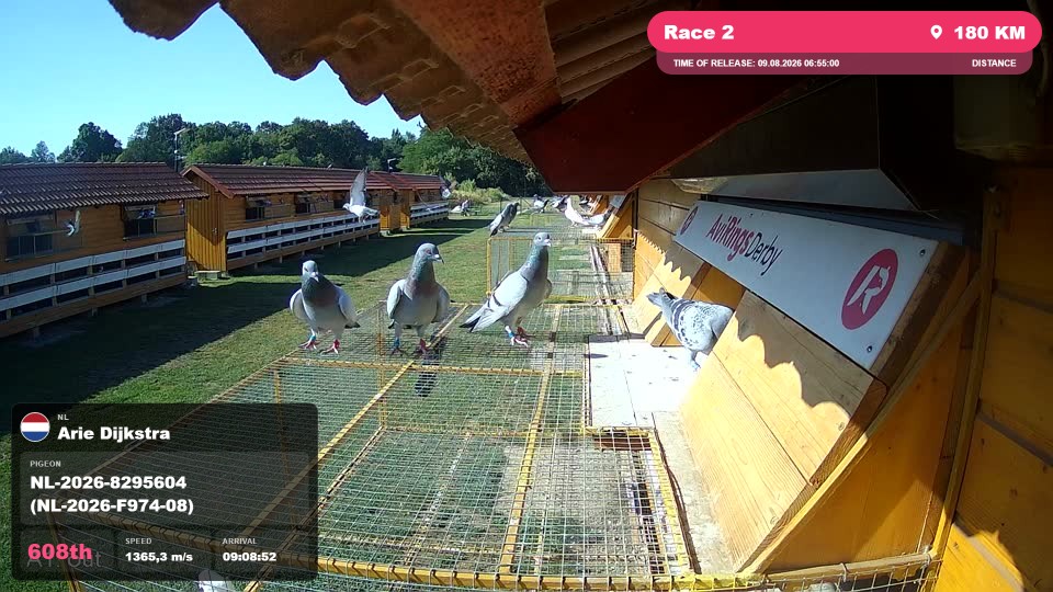 Pigeon Arrival Image For Race Race 2