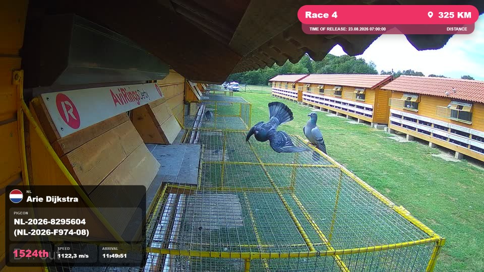 Pigeon Arrival Image For Race Race 4