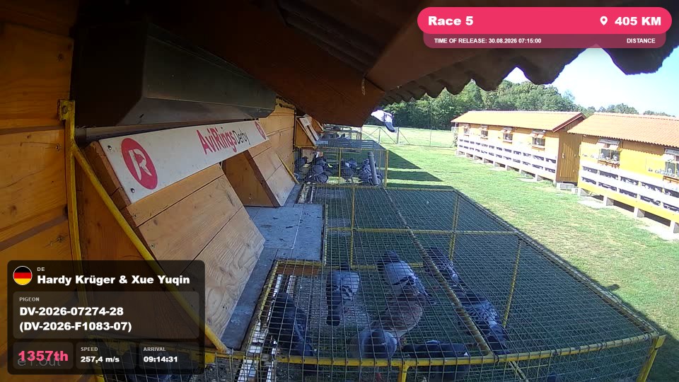 Pigeon Arrival Image For Race Race 5