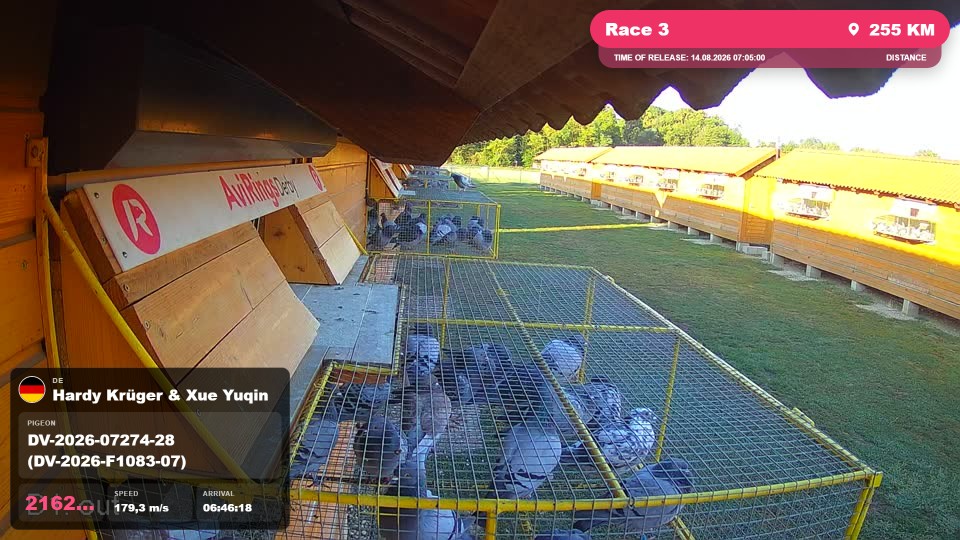 Pigeon Arrival Image For Race Race 3