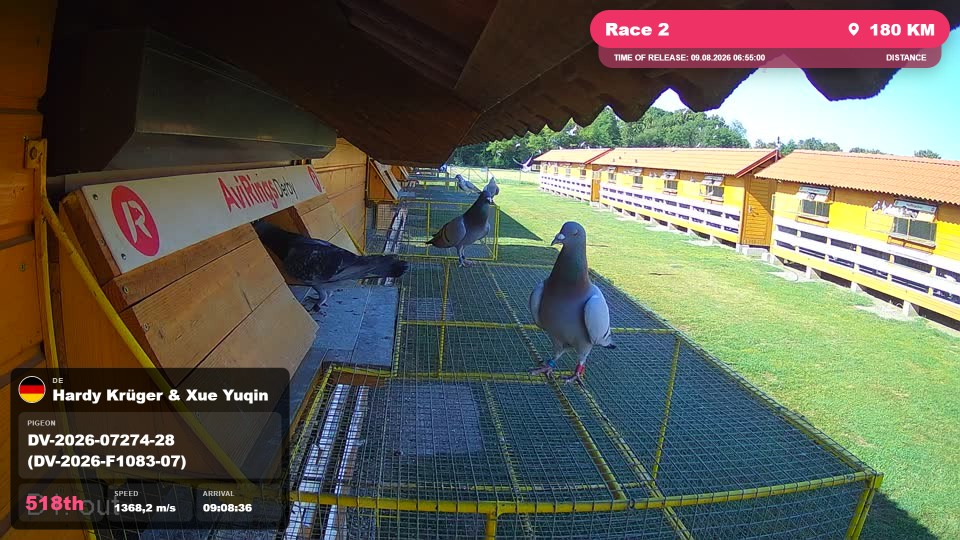 Pigeon Arrival Image For Race Race 2