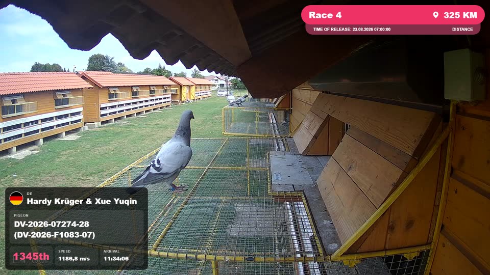 Pigeon Arrival Image For Race Race 4
