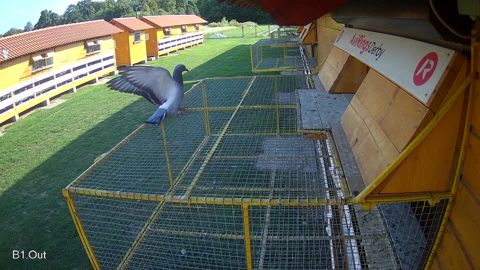 Pigeon Arrival Image For Race Race 6