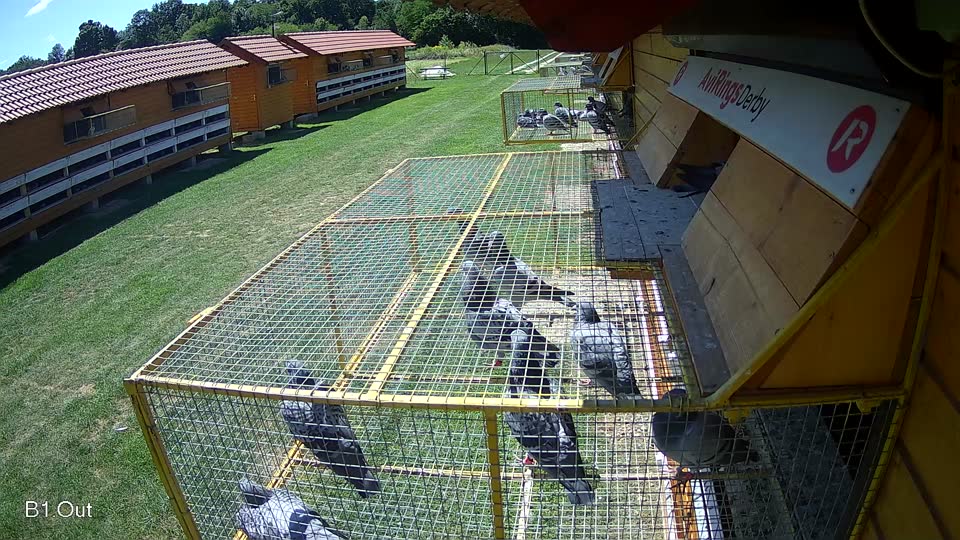 Pigeon Arrival Image For Race Race 2