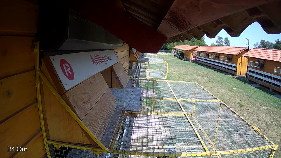 Pigeon Arrival Image For Race Race 1